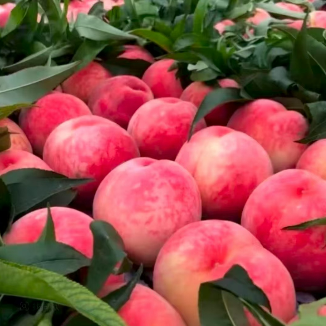 【现摘现发】红不软脆桃甜桃产地直发应季水果树上自然熟坏果包赔