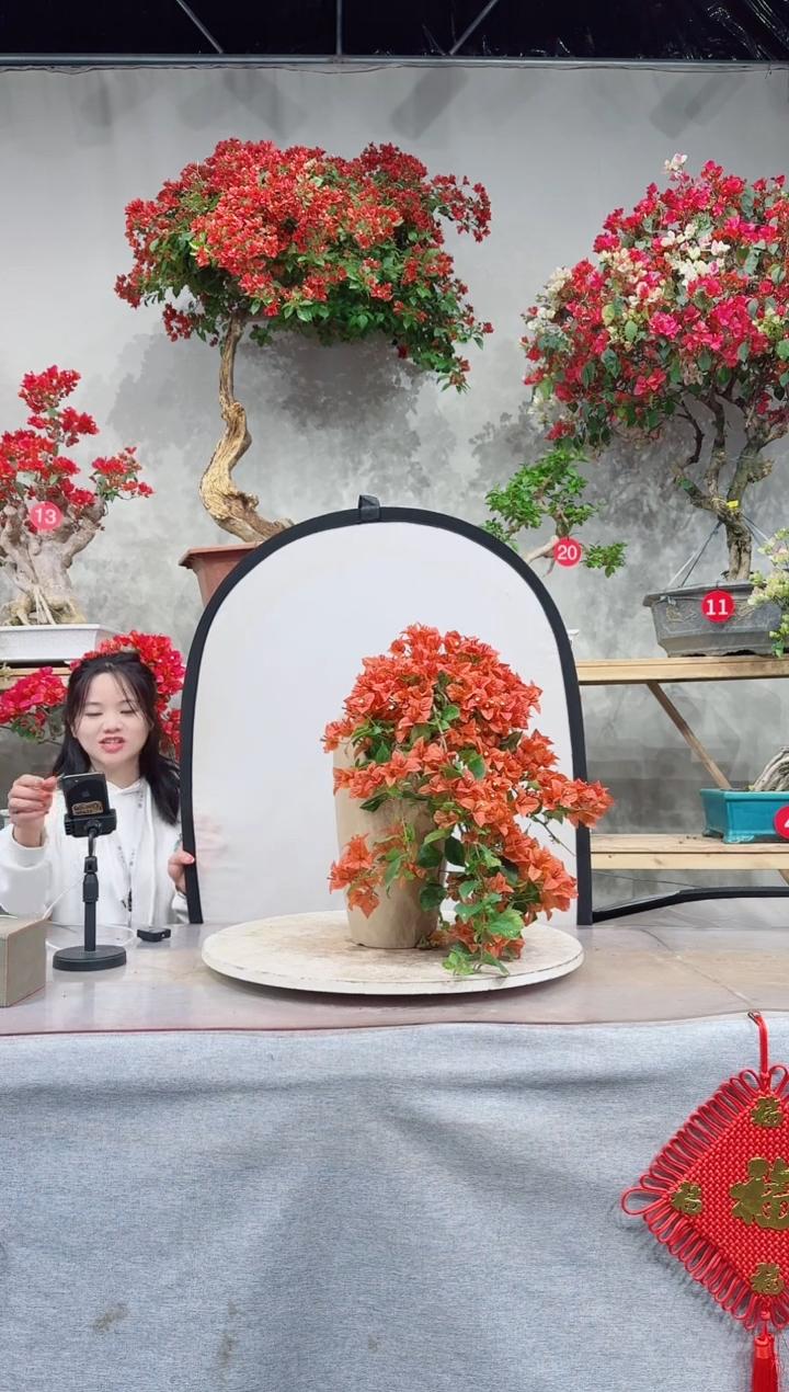 【闪购商品】盆景佩德罗