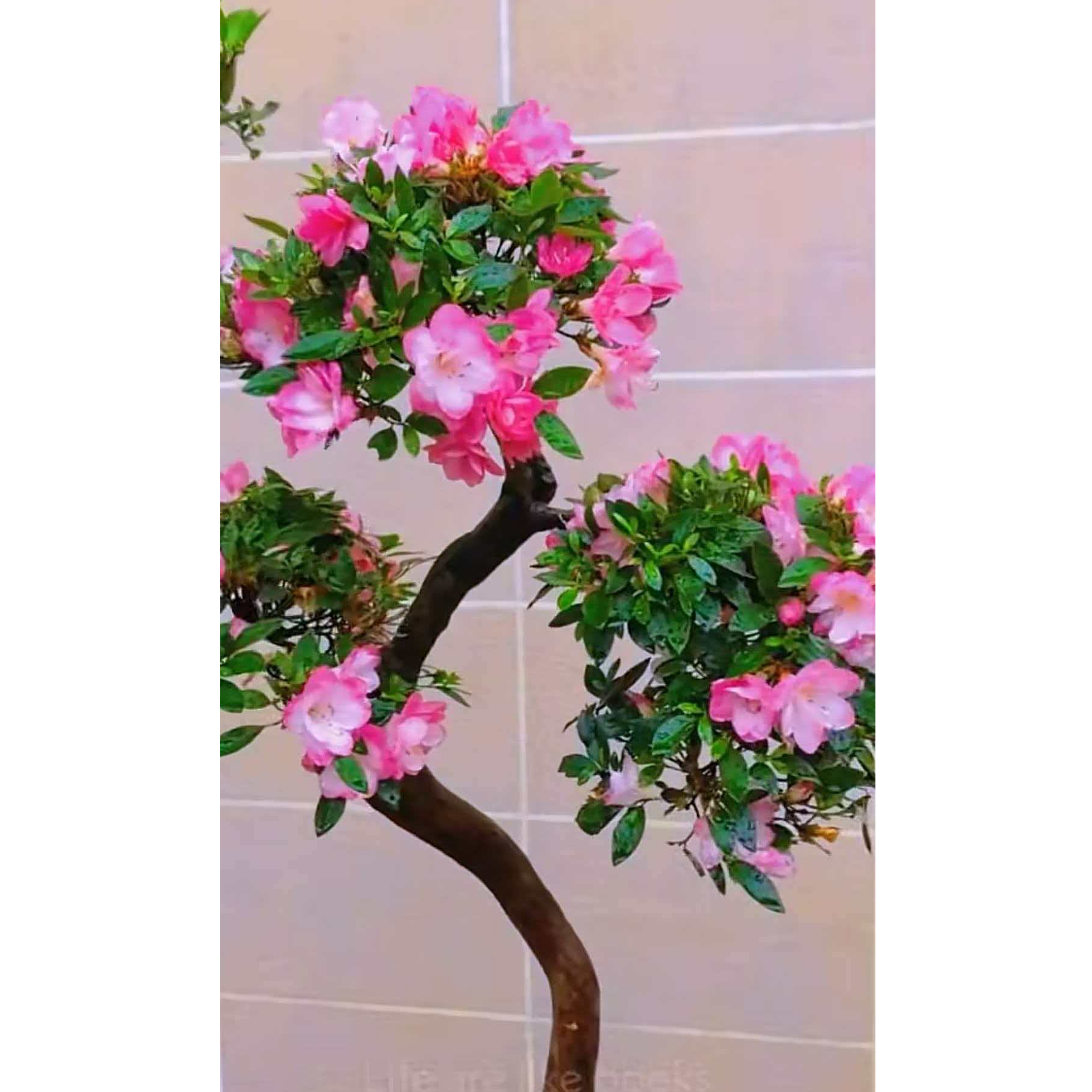 毛鹃桩的春鹃和皋月杜鹃盆景花卉绿植-一物一拍（凑金额下单）