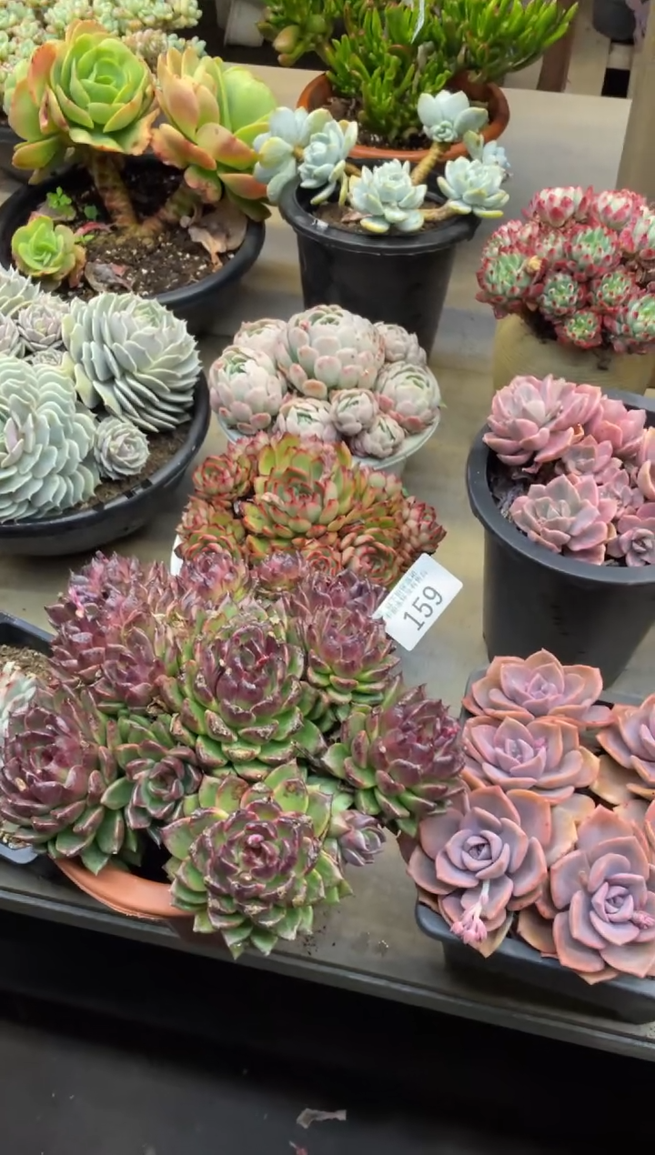 【闪购商品】159紫水晶有瑕疵