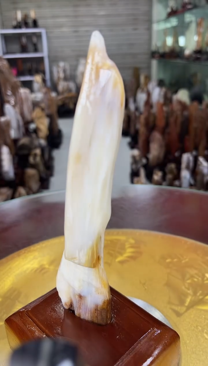 硅化玉珠宝奇石未镶嵌缅甸天然树化玉