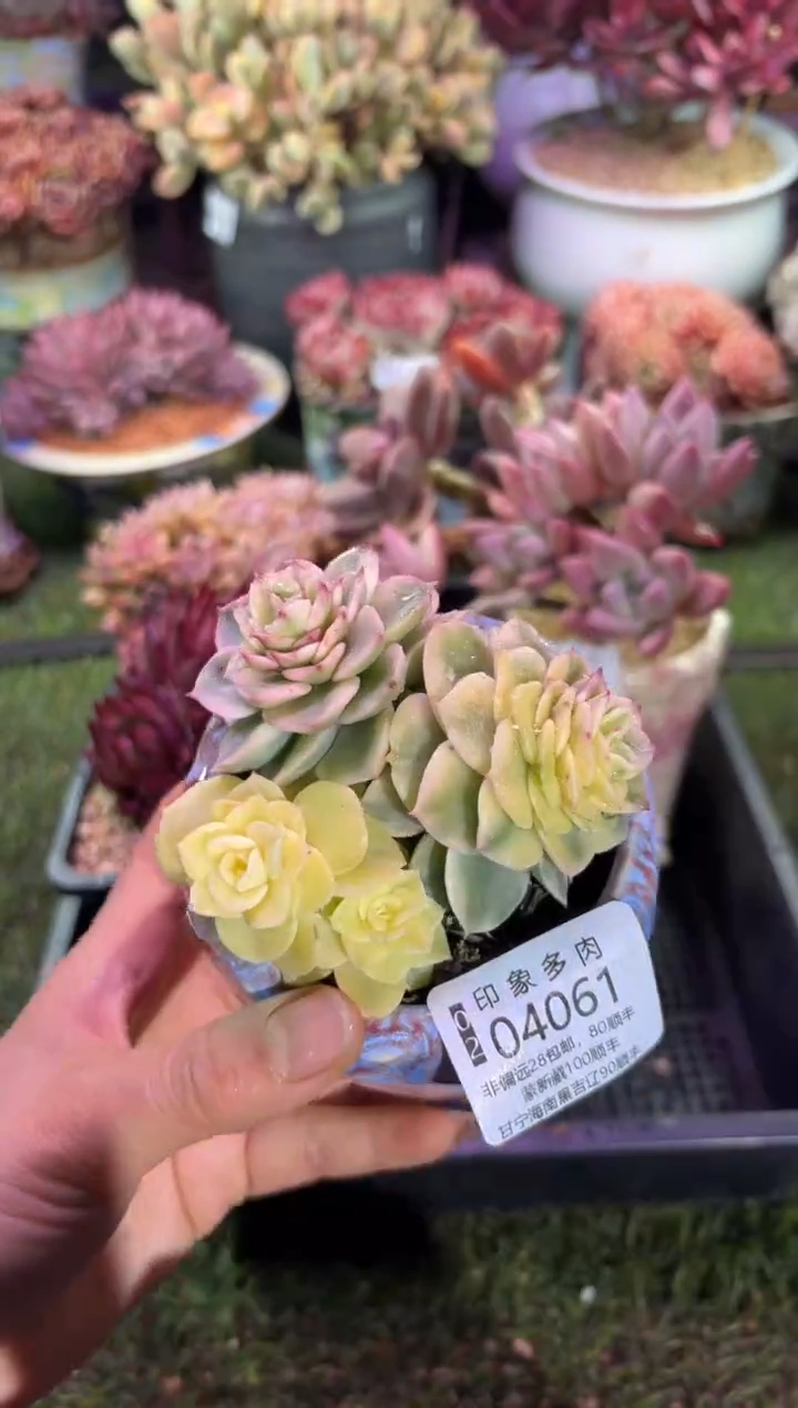 【闪购商品】04061脱土带盆