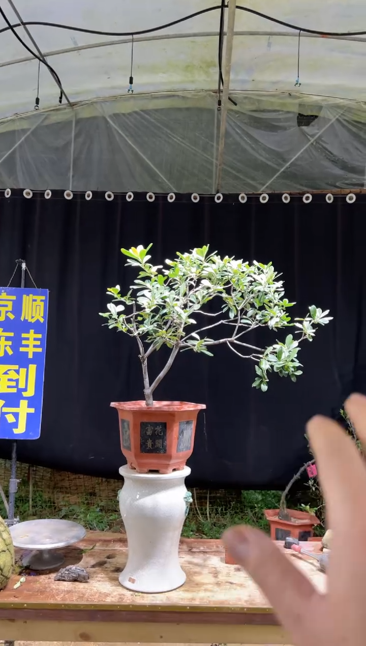 当前无花栽培后可以开花一**舟海岛春花