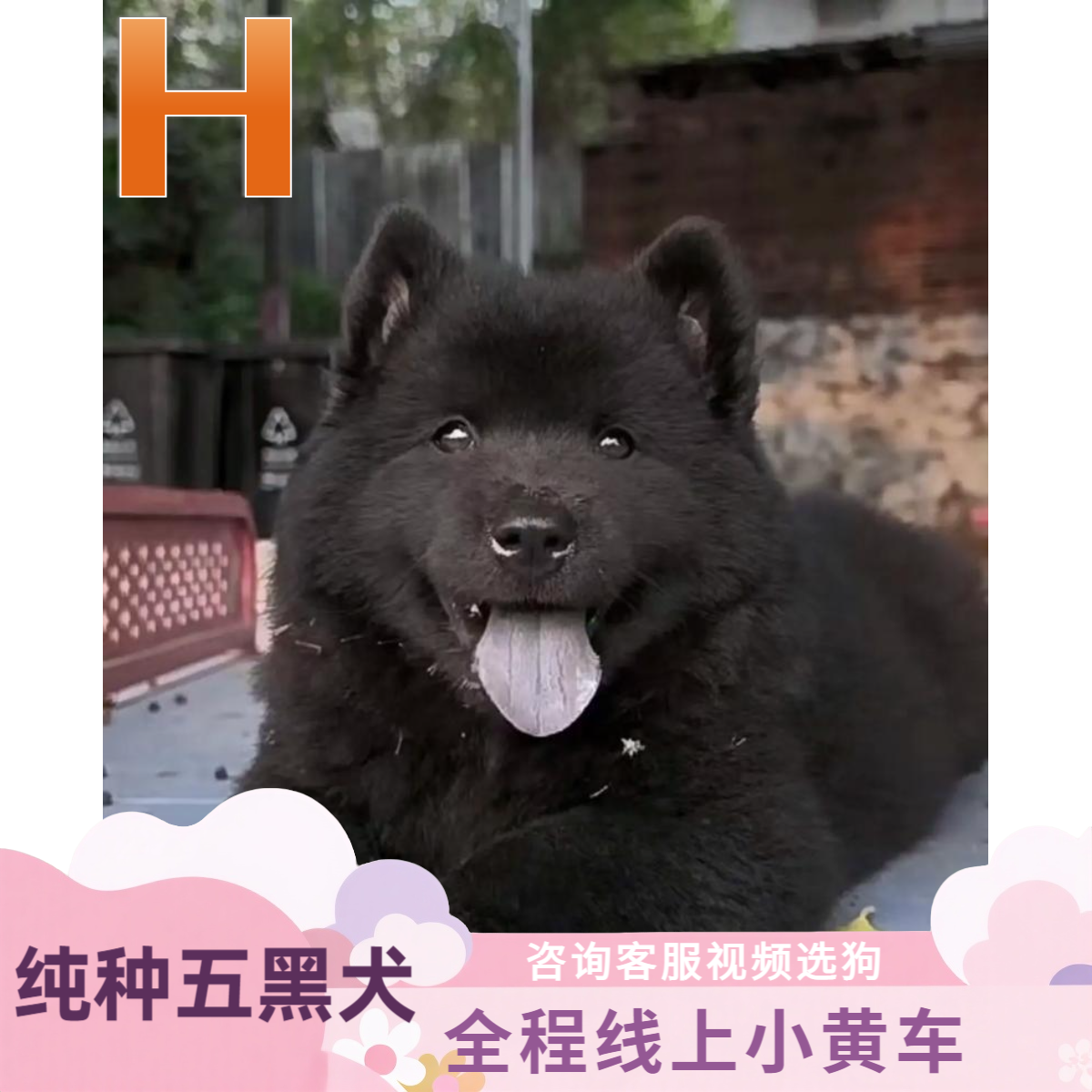 H纯种广西田园犬五黑犬幼犬中华狩猎犬看家护院之选