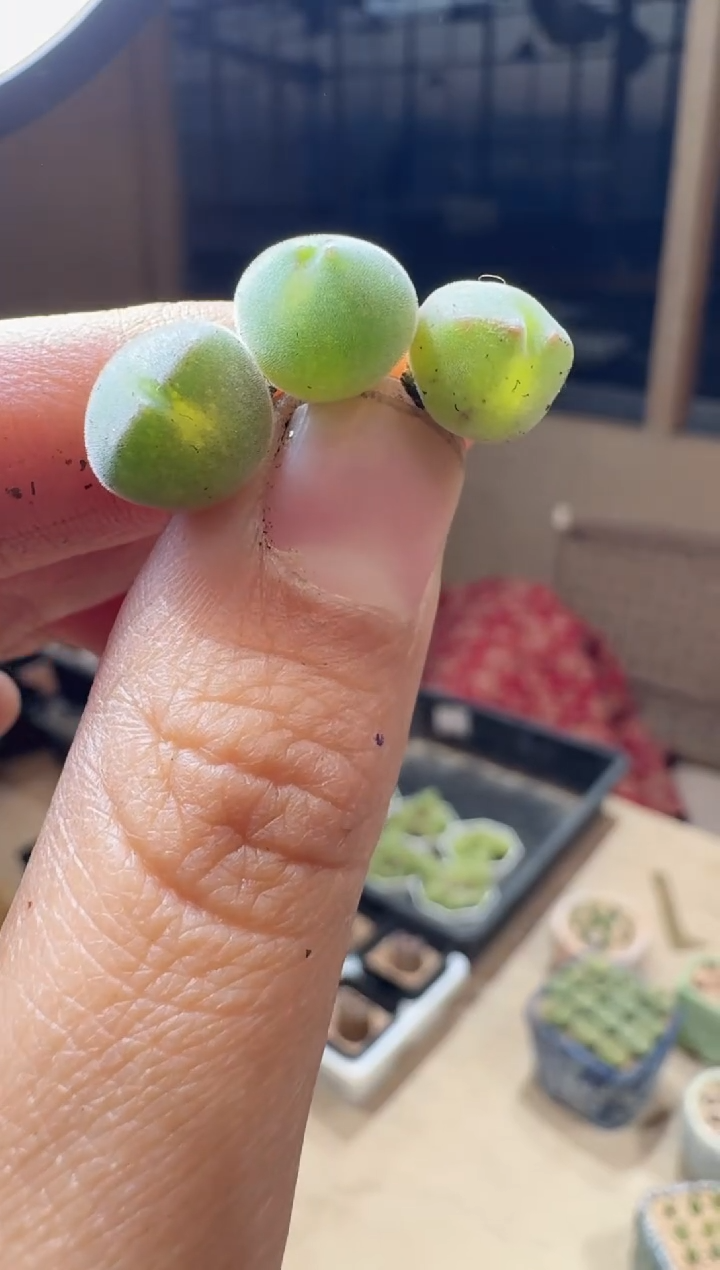 58多肉植物肉锥空蝉一颗
