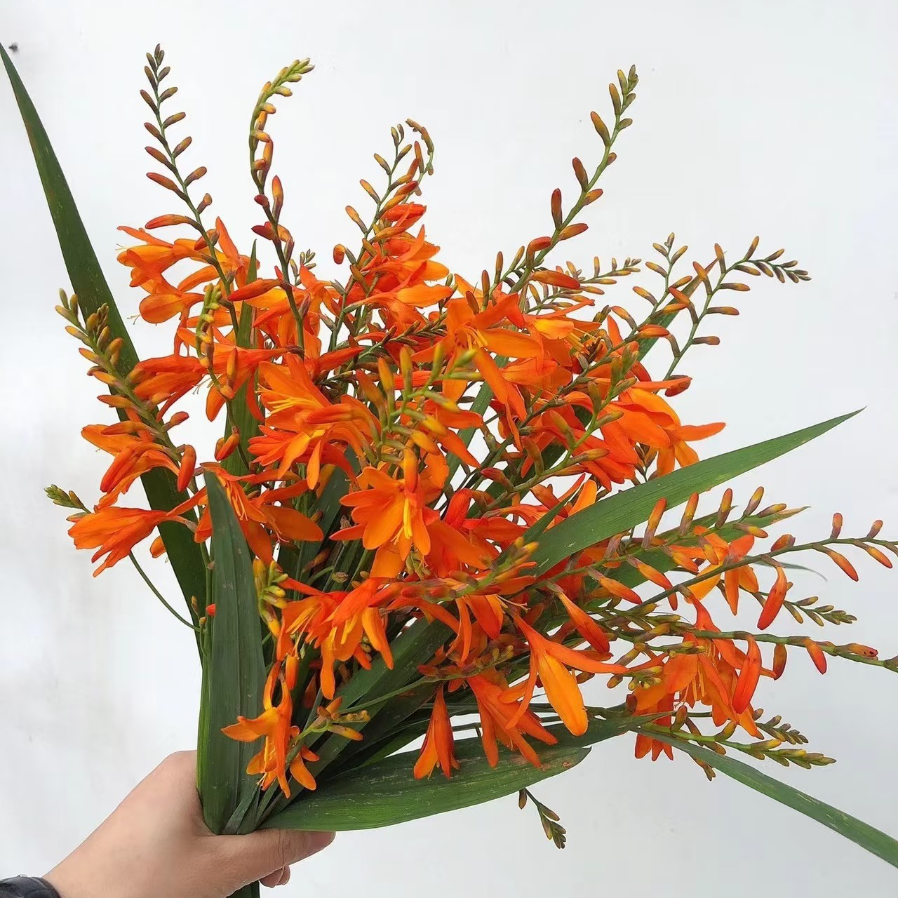 【火焰兰链接】云南产地直发 | 新鲜采摘