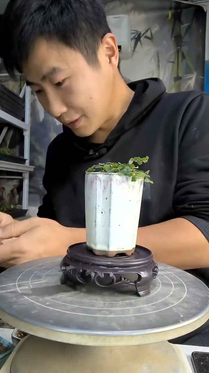 两****~中青园艺一物一拍花293