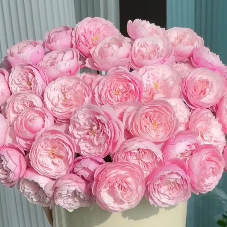 黑哥的植物羽毛抗病性强好养灌木月季多季节重复开花地栽盆栽