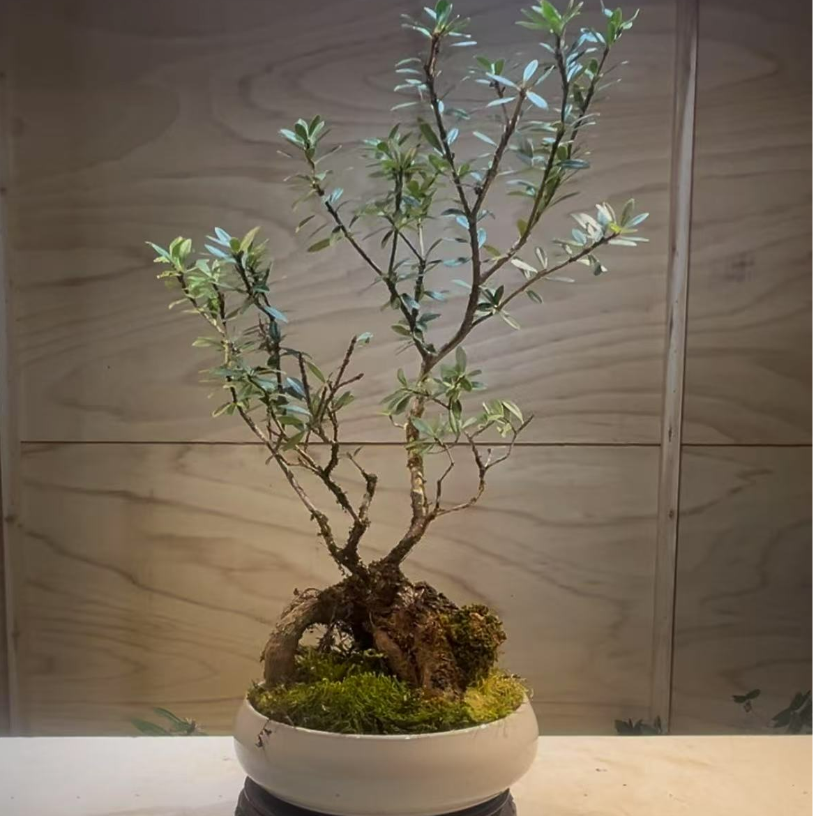 云南云春五翅莓（大叶、中叶、小叶）