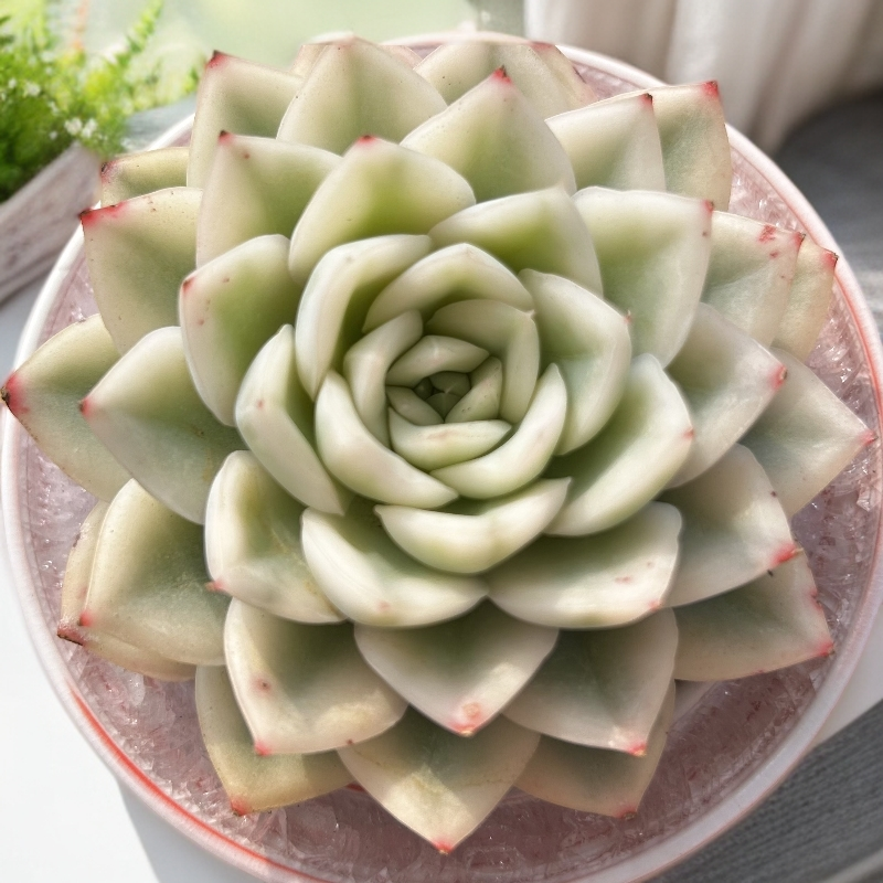 慢悠花房 月亮仙子锦 办公室阳台绿植园艺盆栽庭院多肉