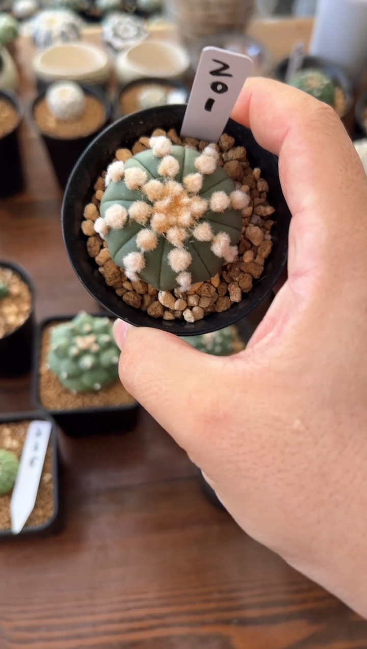 连心大油实生根星兜编码201