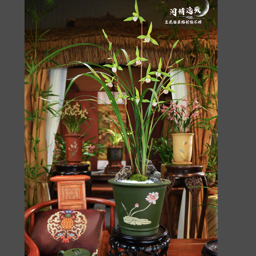 寒兰 铭品 [翠燕踏青] 兰花盆景盆栽 