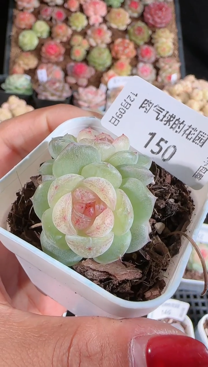 1209-150若梦多肉群生不包整