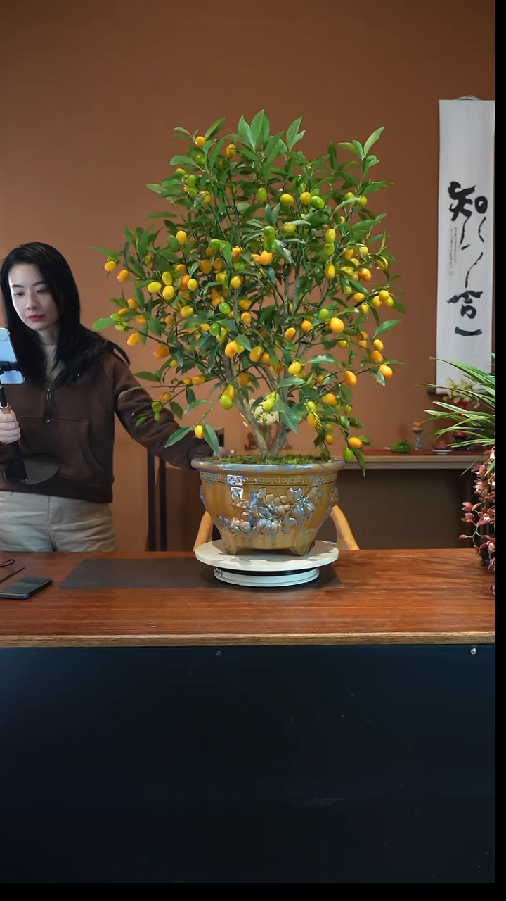 全部花朵脆皮金枣盆景盆景盆景