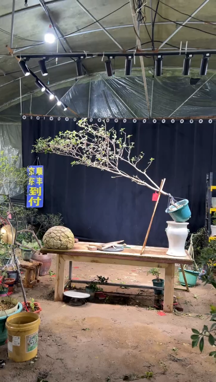 无花朵精****景海岛栀子花