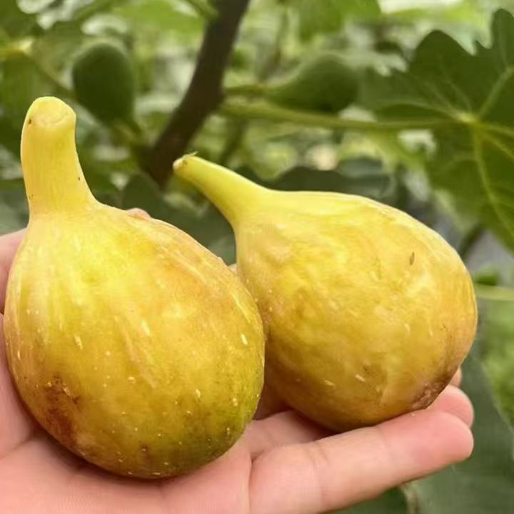 巴老耐巴劳耐芭劳奈无花果苗 裸根苗