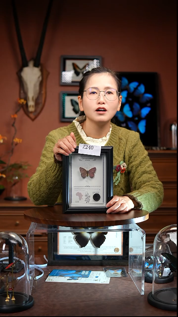 Z240紫星蛱蝶一图一物