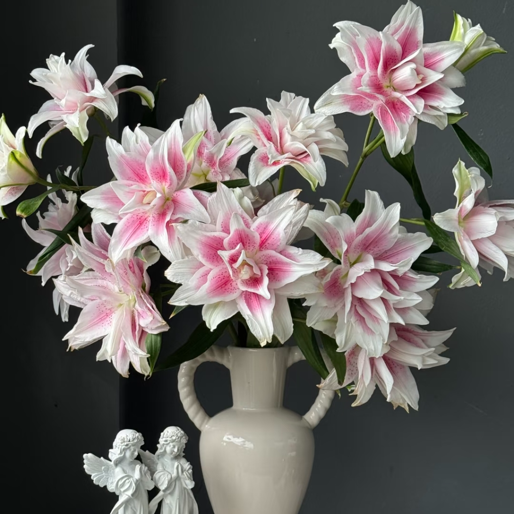 【两单顺丰一单中通】伊莎贝拉重瓣香水百合鲜切花家用鲜花供佛专用