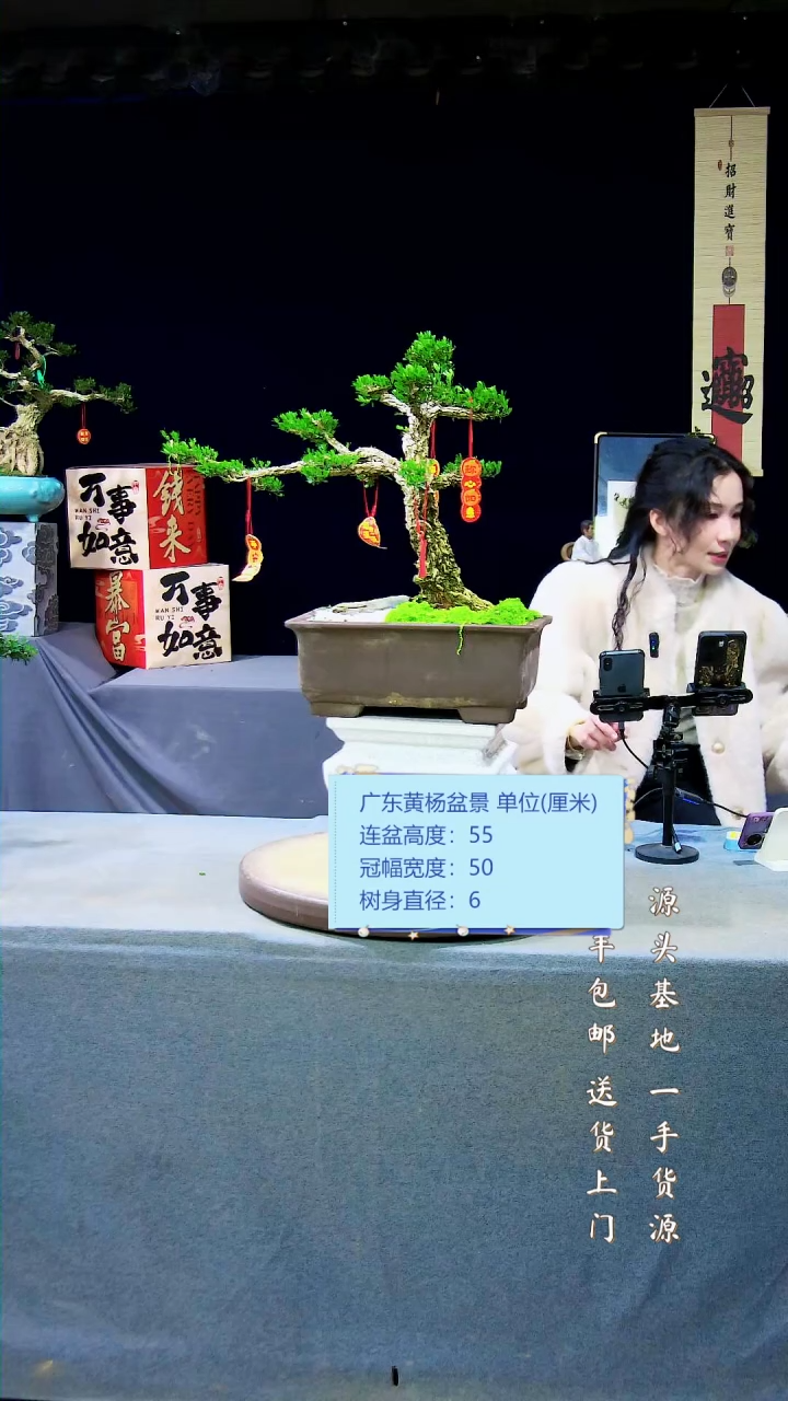 【闪购商品】黄杨盆景黄杨盆景