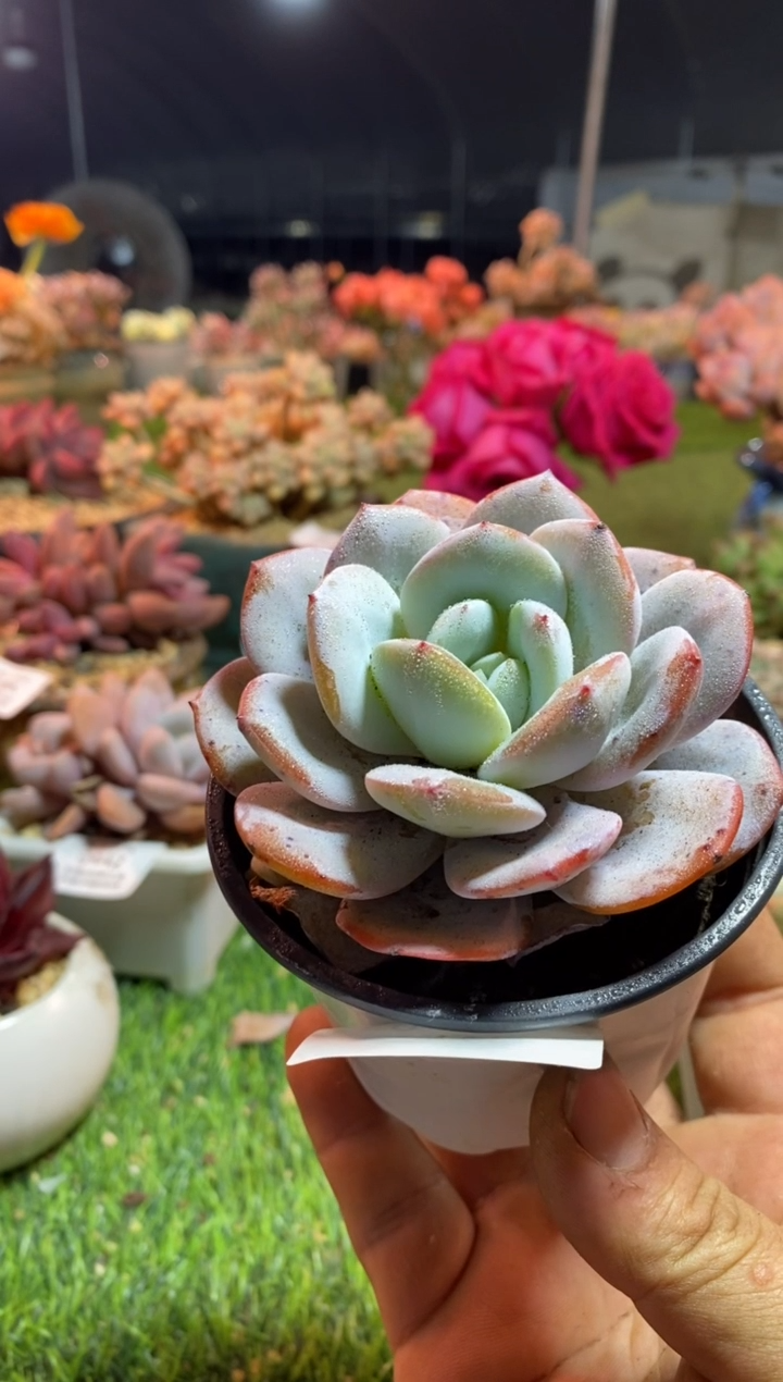 【闪购商品】韩版奶茶0453aaaa