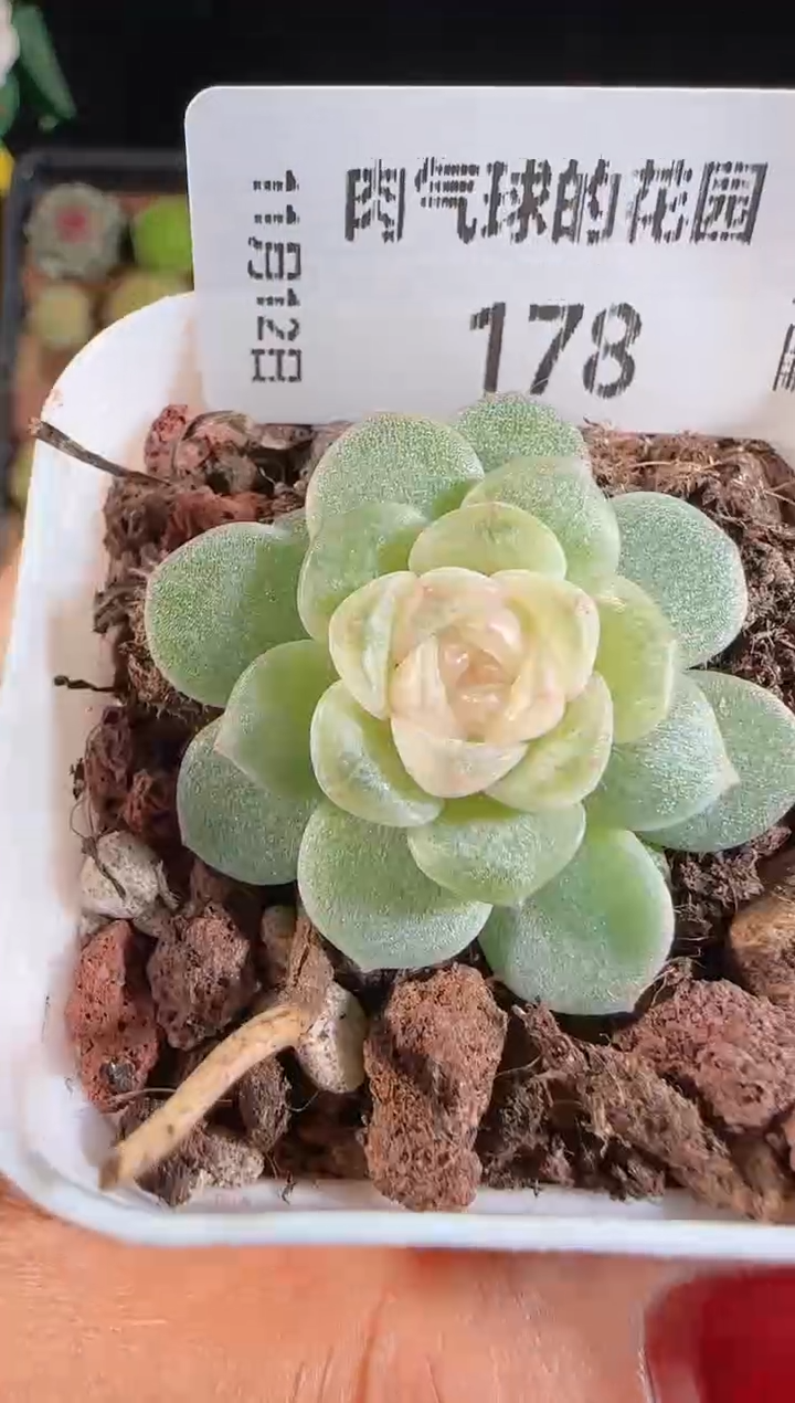 1112-178柔情群生不包整