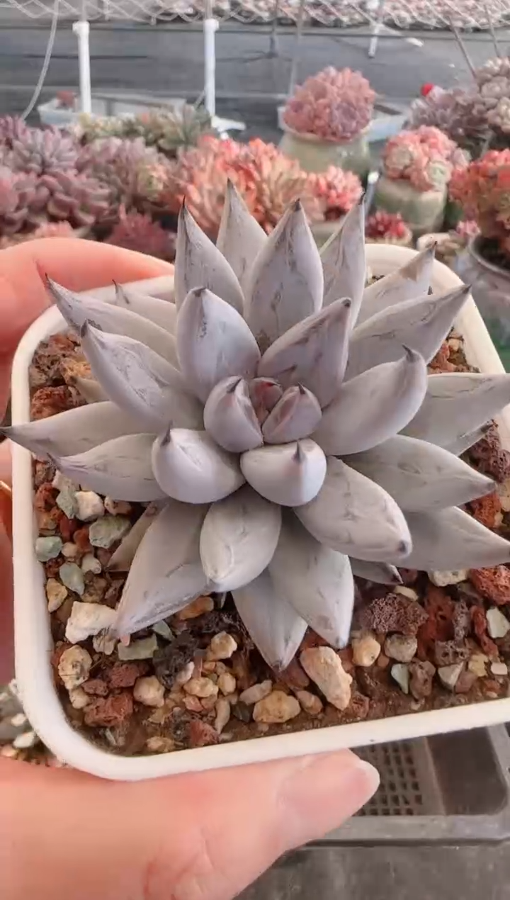 【闪购商品】5779.