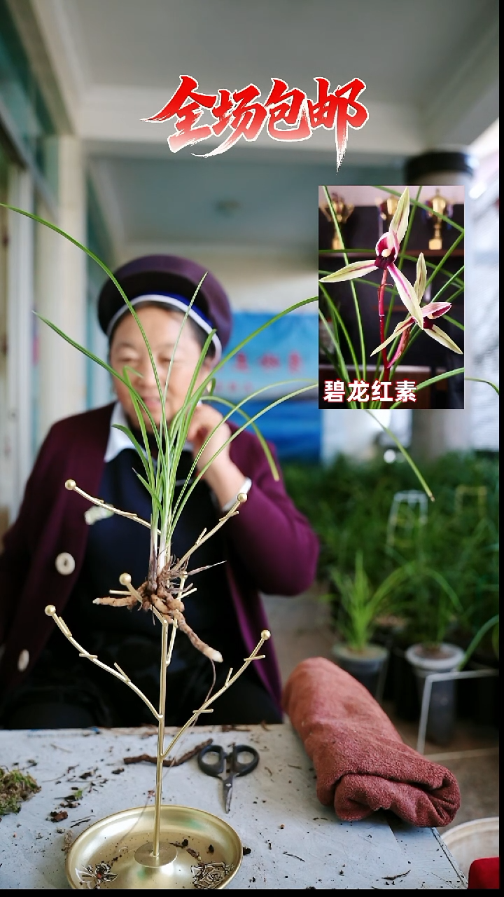 当前无花栽培后可以开花碧龙红素