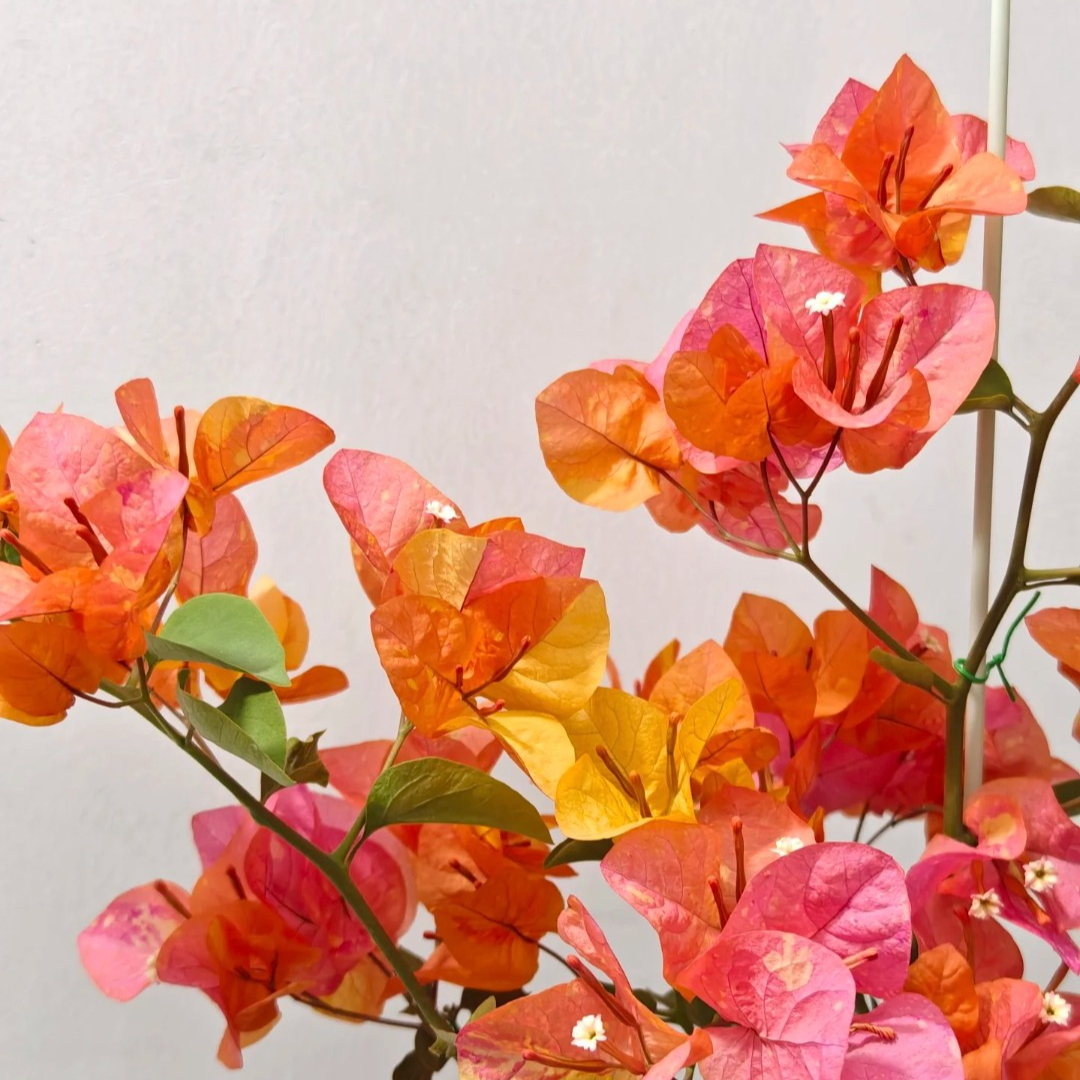 【阿达娜】三角梅四季开花庭院可爬藤绿植不带花非一物一拍