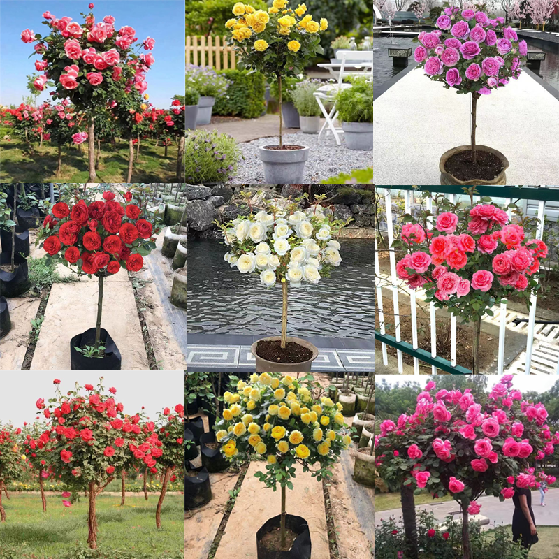 B【修剪发货】顺丰包邮月季花卉盆栽地栽阳台嫁接树桩耐寒耐旱庭院