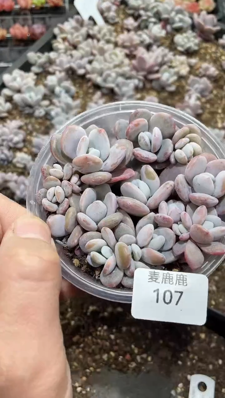 107粉兔      量拍