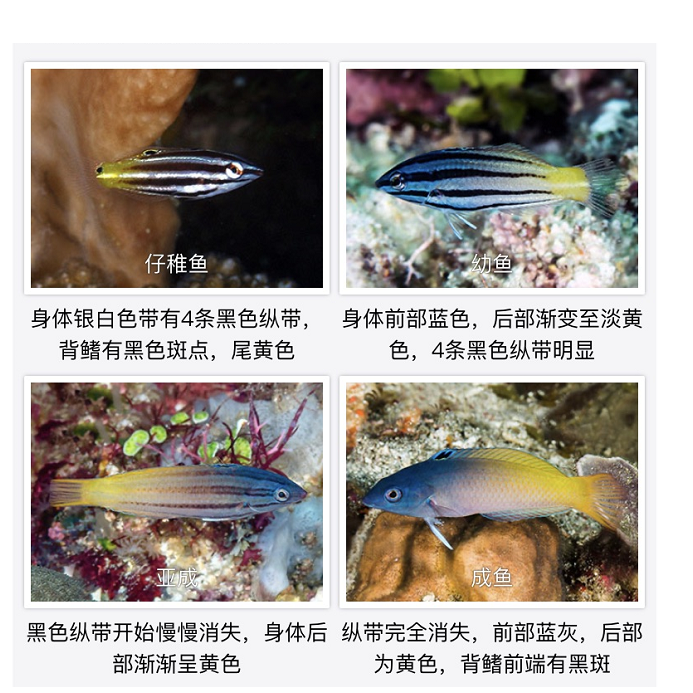 海水观赏鱼 双色狐