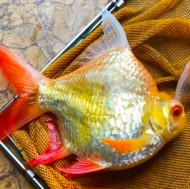 泰国进口元宝鲫零号球体金银元宝鲫金银凤鱼龙鱼配鱼热带中观赏