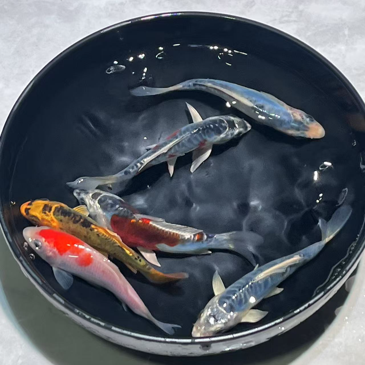 501-600号德系蝴蝶鲤、锦鲤金鱼宠物鱼活体观赏鱼