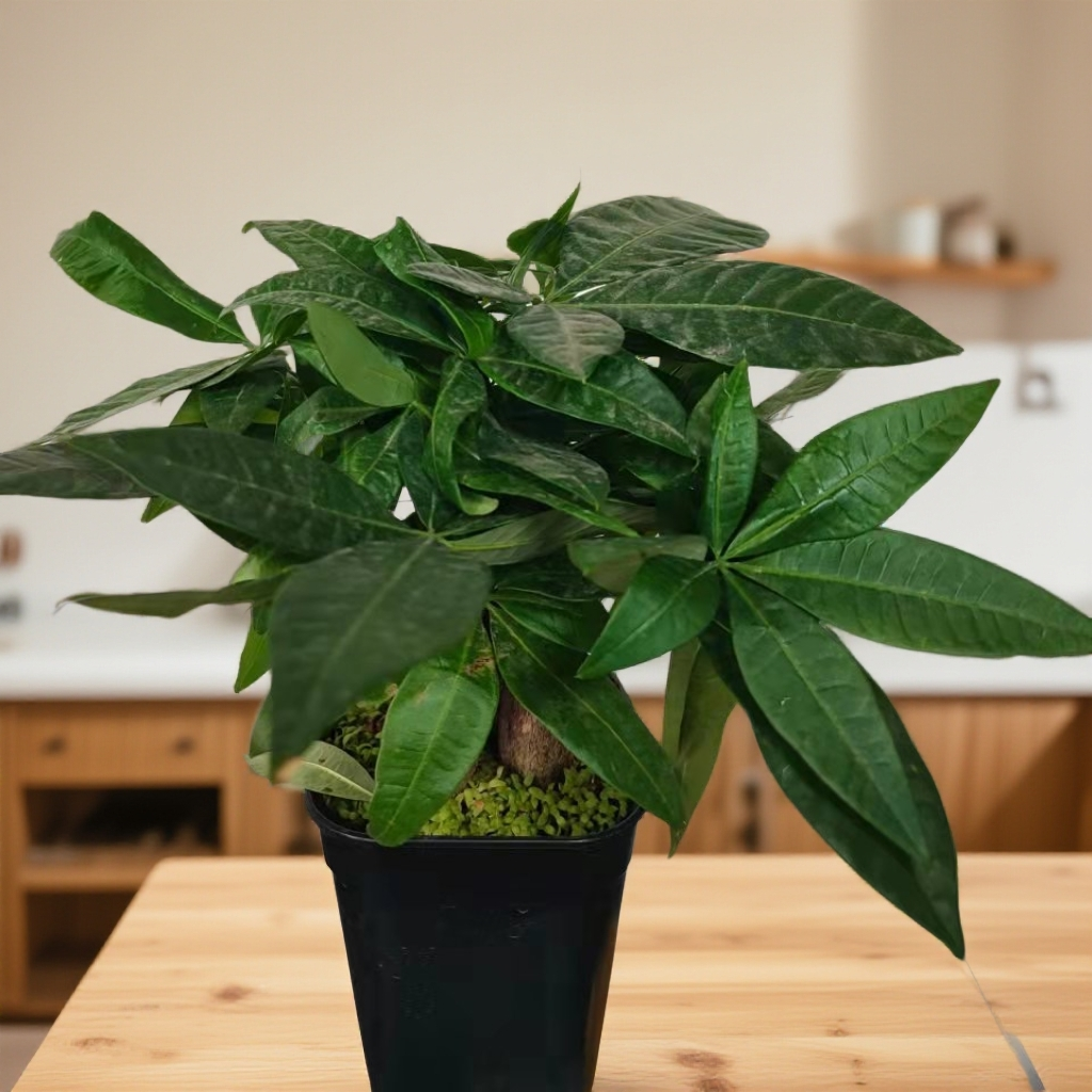 室内好养四季常青发财树盆栽适合卧室客厅办公室摆放