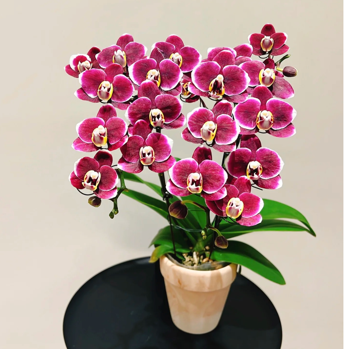精品超稀有 AAA高端【选美冠军蝴蝶兰】双花剑