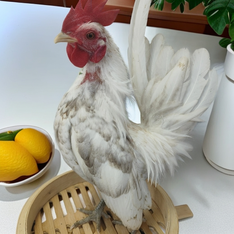 散养纯白无杂毛白公鸡活鸡可作药引子健康好养包邮赛拉玛