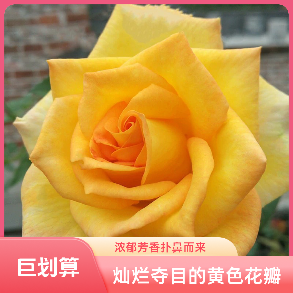 大花月季苗 香味浓 金奖章花苗切花香水月季盆栽 花期长