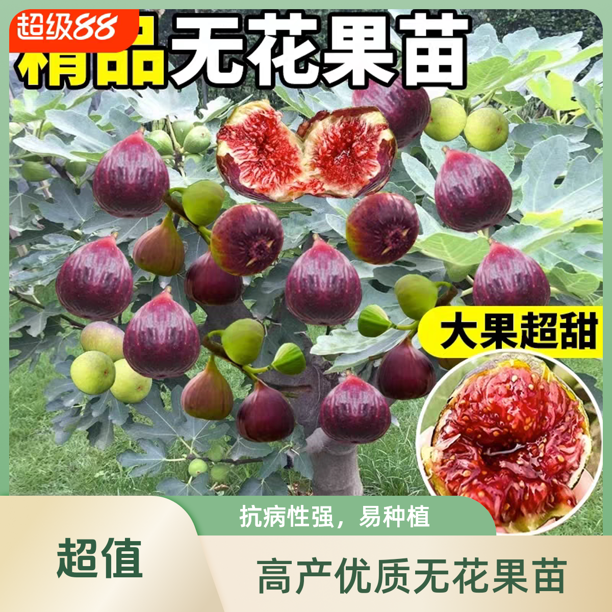 无花果苗格莱斯久留米盆栽地栽阳台庭院耐寒四季种植当年结果