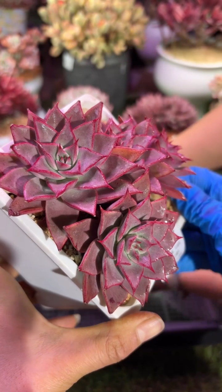 【闪购商品】02806