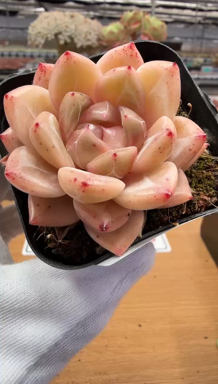 东云多肉园二店-217