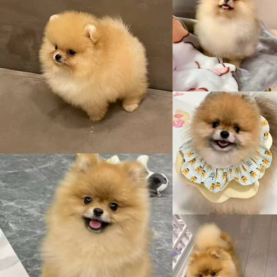 黄博美 活体宠物狗狗 岫流