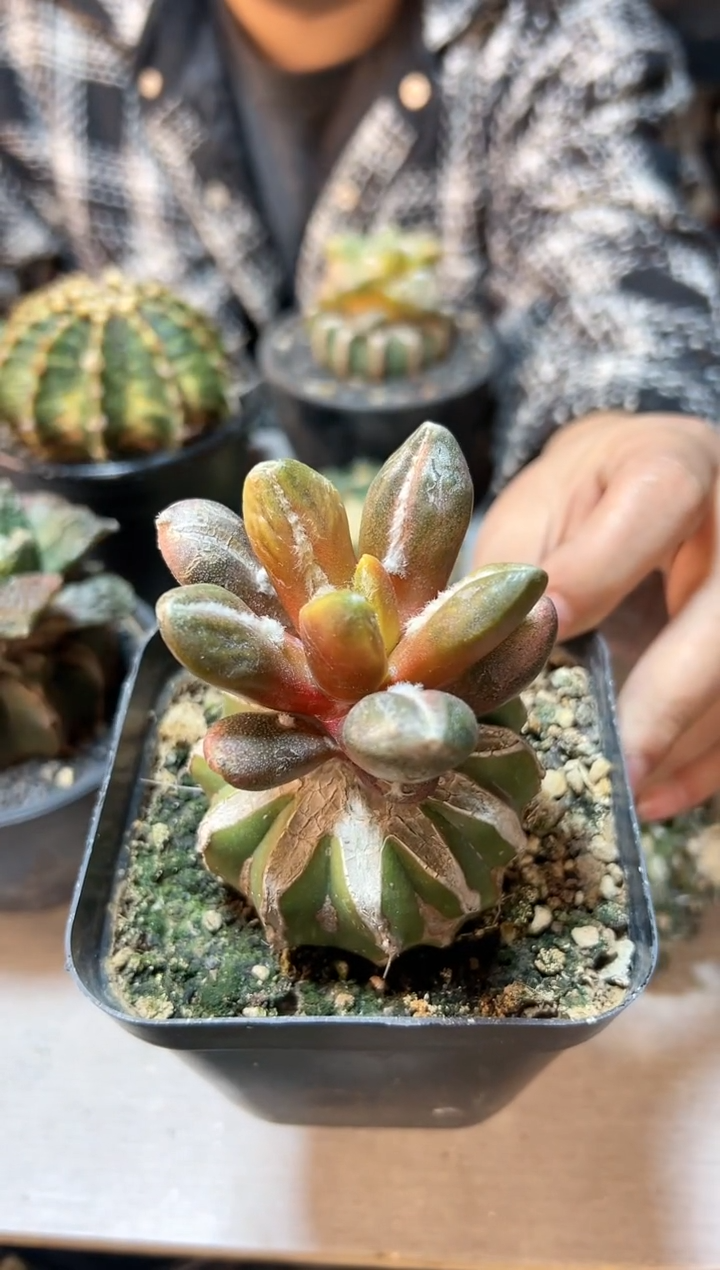 【闪购商品】39号博士龟甲牡丹锦草球6.6公分