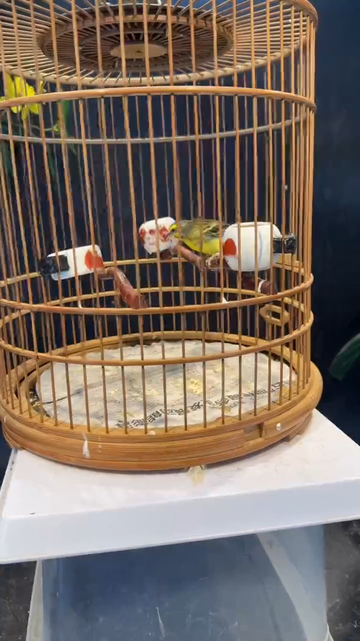 48号 金清 养笼  0元起拍