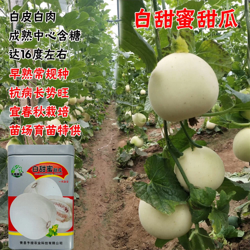 白甜蜜甜瓜早熟常规种抗病长势旺质脆爽口味香甜春秋栽培丰产性好