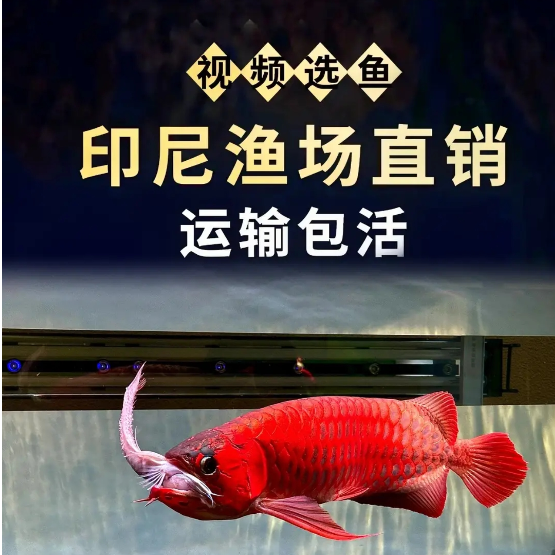 印尼红龙鱼活鱼过背金龙高端精品赛级辣椒赤血龙鱼幼苗大型观赏鱼