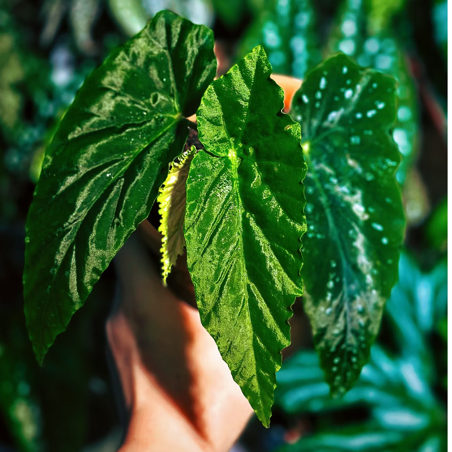 【热植馆】棱镜秋海棠热带植物绿植花卉植物室内高端植物观赏