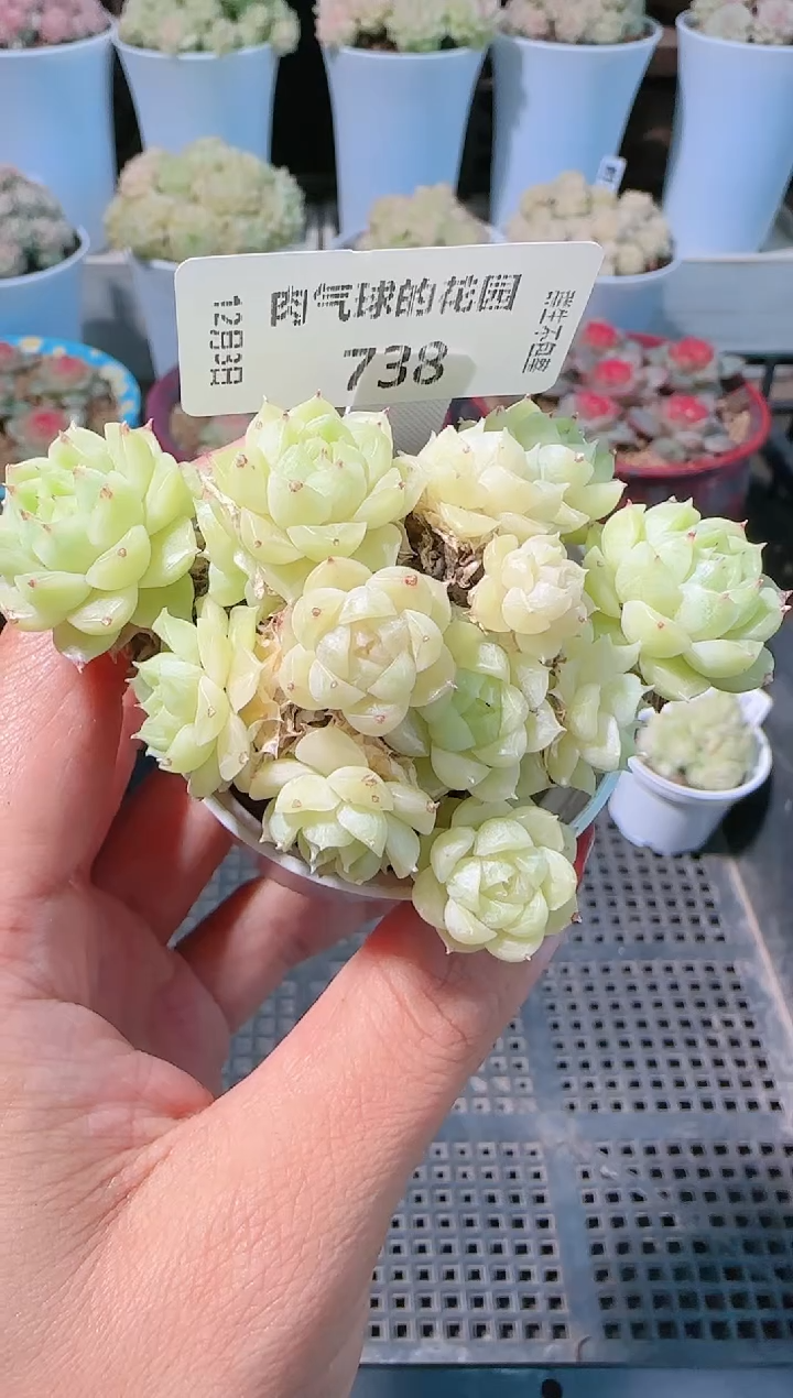 1203-738m1-252-2多肉群生不包整