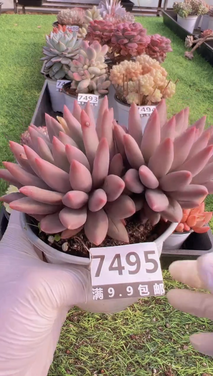 【闪购商品】信福多肉一物一拍