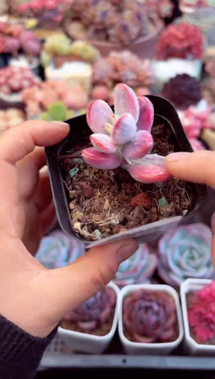 【闪购商品】8328单头乒乓福娘锦多肉