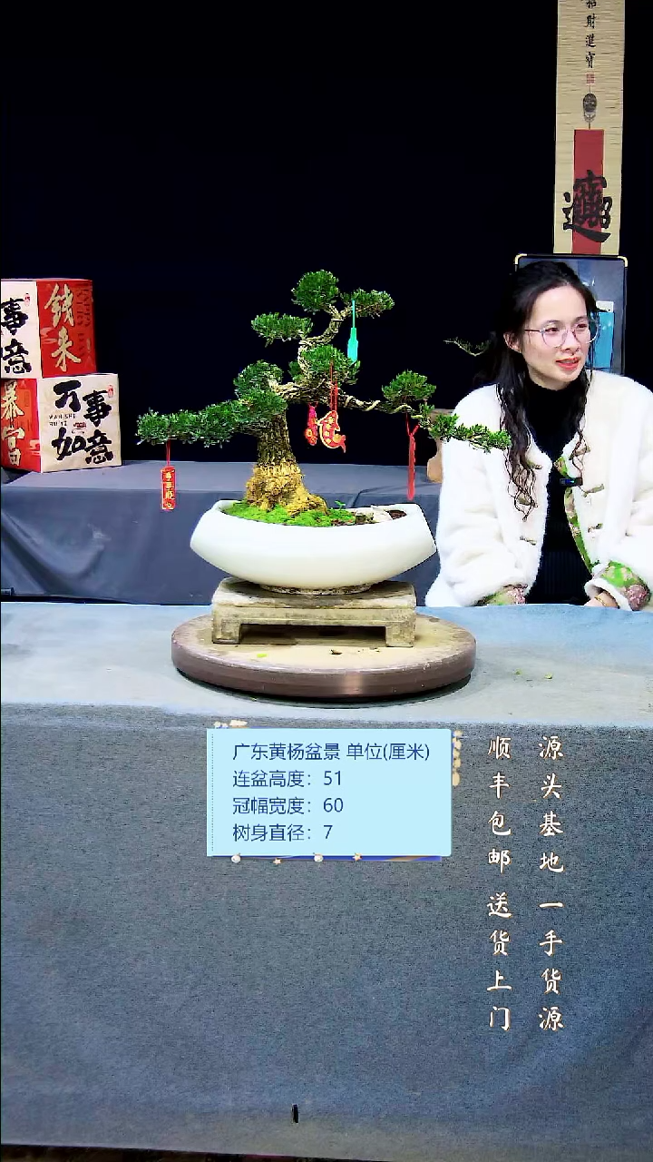 【闪购商品】黄杨盆景黄杨盆景